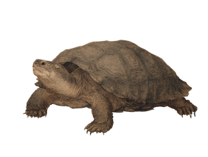 Ancient Ink Turtle Vinyl Car Decal Sticker – Waterproof & UV-Resistant 3.0933333333333333"