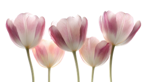 Elegant Pink Tulips Vinyl Car Decal Sticker – Waterproof & UV-Resistant 5.4