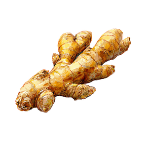 Ginger Root Illustration V4 Vinyl Car Decal Sticker – Waterproof & UV-Resistant 3.4133333333333336"