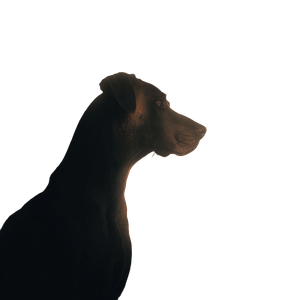 Rhodesian Ridgeback Silhouette V2 Vinyl Car Decal Sticker – Waterproof & UV-Resistant 3.4133333333333336"
