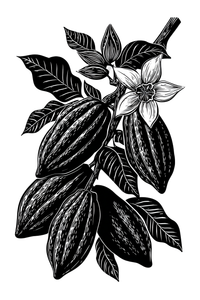 Cocoa Plant Illustration Vinyl Car Decal Sticker – Waterproof & UV-Resistant 8.96"