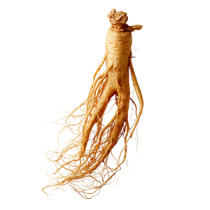Ginseng Root V2 Vinyl Car Decal Sticker – Waterproof & UV-Resistant 6.826666666666667"