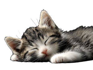Sleeping Black Kitten V2 Vinyl Car Decal Sticker – Waterproof & UV-Resistant 6.1866666666666665"