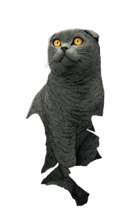 Scottish Fold Cat V37 Vinyl Car Decal Sticker – Waterproof & UV-Resistant 8.96"