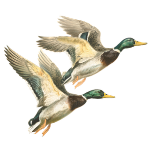 Vintage Mallard Ducks Vinyl Car Decal Sticker – Waterproof & UV-Resistant 6.826666666666667"