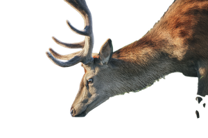 Deer Drinking Water V5 Vinyl Car Decal Sticker – Waterproof & UV-Resistant 5.97333333333333