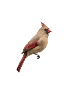 Cardinal On Branch V10 Vinyl Car Decal Sticker – Waterproof & UV-Resistant 8.213333333333333"
