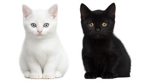 Twin Cats Contrast Vinyl Car Decal Sticker – Waterproof & UV-Resistant 5.4