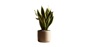Golden Snake Plant Vinyl Car Decal Sticker – Waterproof & UV-Resistant 2.72"