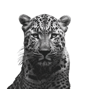 Leopard In Space Vinyl Car Decal Sticker – Waterproof & UV-Resistant 3.4133333333333336"