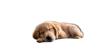 Sleeping Golden Retriever V30 Vinyl Car Decal Sticker – Waterproof & UV-Resistant 5.4