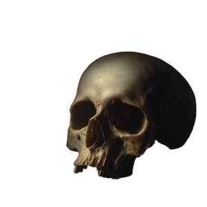 Vanitas Skull Window Vinyl Car Decal Sticker – Waterproof & UV-Resistant 6.826666666666667"