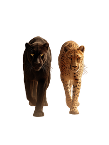 Panther And Cheetah Vinyl Car Decal Sticker – Waterproof & UV-Resistant 8.213333333333333"