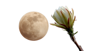 Moon And Cereus Bud Vinyl Car Decal Sticker – Waterproof & UV-Resistant 2.72"