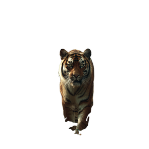 Bengal Tiger Approaching Vinyl Car Decal Sticker – Waterproof & UV-Resistant 6.826666666666667"