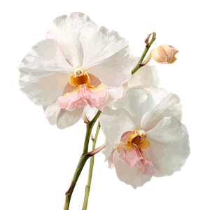 White Vanda Orchid Vinyl Car Decal Sticker – Waterproof & UV-Resistant 6.826666666666667"