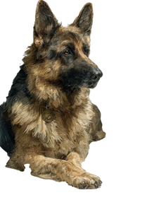 German Shepherd Certificate Vinyl Car Decal Sticker – Waterproof & UV-Resistant 8.213333333333333"