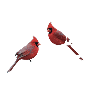 Cardinals On Snow V2 Vinyl Car Decal Sticker – Waterproof & UV-Resistant 6.826666666666667"