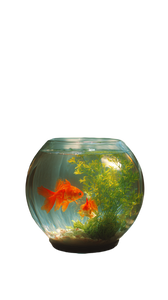 Gold Fish Bowl Vinyl Car Decal Sticker – Waterproof & UV-Resistant 4.8533333333333335"