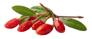 Goji Berries Leaves Vinyl Car Decal Sticker – Waterproof & UV-Resistant 2.