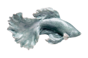 Celadon Porcelain Guppy Vinyl Car Decal Sticker – Waterproof & UV-Resistant 5.97333333333333