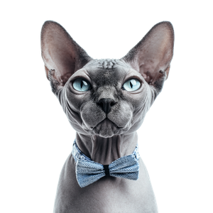 Blue Sphynx Cat V2 Vinyl Car Decal Sticker – Waterproof & UV-Resistant 3.4133333333333336"