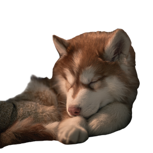 Sleeping Husky Puppy Vinyl Car Decal Sticker – Waterproof & UV-Resistant 3.4133333333333336"