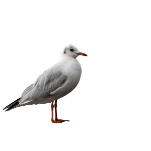 French Colored Gull Vinyl Car Decal Sticker – Waterproof & UV-Resistant 6.826666666666667"