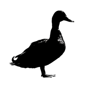 Silhouette Duck Side Vinyl Car Decal Sticker – Waterproof & UV-Resistant 3.4133333333333336"