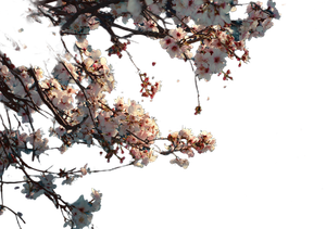 Peach Blossoms Close-Up Vinyl Car Decal Sticker – Waterproof & UV-Resistant 3.0