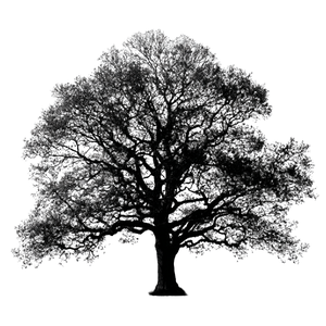 Black Tree Silhouette Vinyl Car Decal Sticker – Waterproof & UV-Resistant 3.4133333333333336"