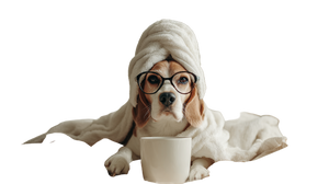 Beagle In Bed Vinyl Car Decal Sticker – Waterproof & UV-Resistant 2.72"