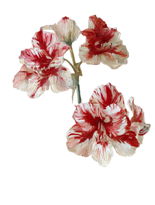 Vintage Christmas Amaryllis Vinyl Car Decal Sticker – Waterproof & UV-Resistant 4.1066666666666665"