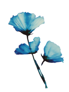 Watercolor Flowers V13 Vinyl Car Decal Sticker – Waterproof & UV-Resistant 8.213333333333333"
