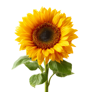 Beautiful Sunflower V3 Vinyl Car Decal Sticker – Waterproof & UV-Resistant 3.4133333333333336"