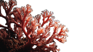 Coral On Black Vinyl Car Decal Sticker – Waterproof & UV-Resistant 2.72"