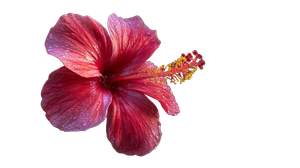 Jamaican Hibiscus Flower Vinyl Car Decal Sticker – Waterproof & UV-Resistant 2.72"