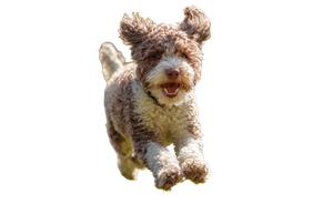 Dog Running Playground Vinyl Car Decal Sticker – Waterproof & UV-Resistant 2.986666666666667"