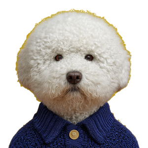 Fraudulent Bichon Vinyl Car Decal Sticker – Waterproof & UV-Resistant 3.4133333333333336"