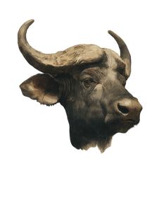 Cape Buffalo Head Vinyl Car Decal Sticker – Waterproof & UV-Resistant 8.213333333333333"