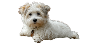 Coton De Tulear V4 Vinyl Car Decal Sticker – Waterproof & UV-Resistant 5.12"