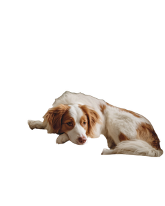 Dog On Sofa V2 Vinyl Car Decal Sticker – Waterproof & UV-Resistant 4.0"