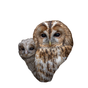 Owl And Chick Vinyl Car Decal Sticker – Waterproof & UV-Resistant 3.4133333333333336"