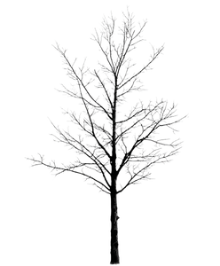 Bare Tree Silhouette V5 Vinyl Car Decal Sticker – Waterproof & UV-Resistant 8.0"