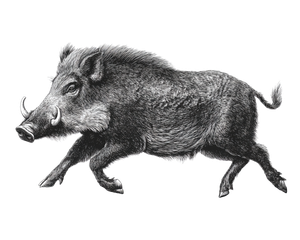 Wild Boar Running V3 Vinyl Car Decal Sticker – Waterproof & UV-Resistant 6.