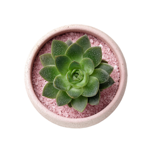 Succulent In Pot V4 Vinyl Car Decal Sticker – Waterproof & UV-Resistant 6.826666666666667"