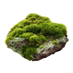 Moss With Dew Vinyl Car Decal Sticker – Waterproof & UV-Resistant 6.826666666666667"