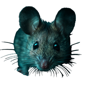 Mouse Eye Closeup Vinyl Car Decal Sticker – Waterproof & UV-Resistant 3.4133333333333336"