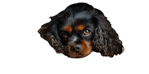 Sad Spaniel Dog Vinyl Car Decal Sticker – Waterproof & UV-Resistant 5.12"