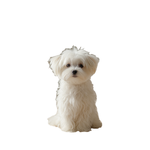 White Maltese Dog V6 Vinyl Car Decal Sticker – Waterproof & UV-Resistant 6.826666666666667"